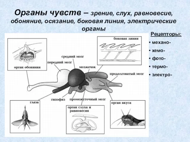 Органы чувств – зрение, слух, равновесие, обоняние, осязание, боковая линия, электрические органы