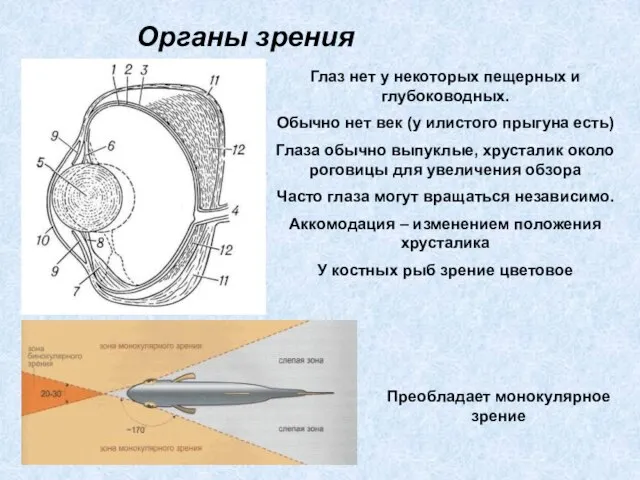 Органы зрения Глаз нет у некоторых пещерных и глубоководных. Обычно нет век