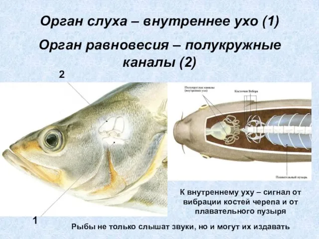 Орган слуха – внутреннее ухо (1) Орган равновесия – полукружные каналы (2)