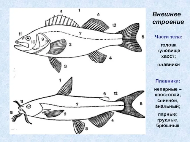Внешнее строение Части тела: голова туловище хвост; плавники Плавники: непарные – хвостовой,