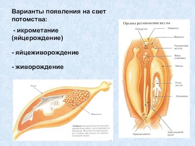 Варианты появления на свет потомства: - икрометание (яйцерождение) - яйцеживорождение - живорождение