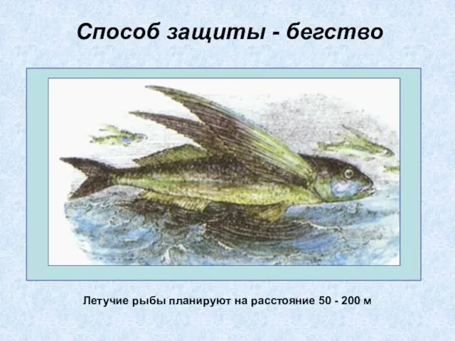 Способ защиты - бегство Летучие рыбы планируют на расстояние 50 - 200 м