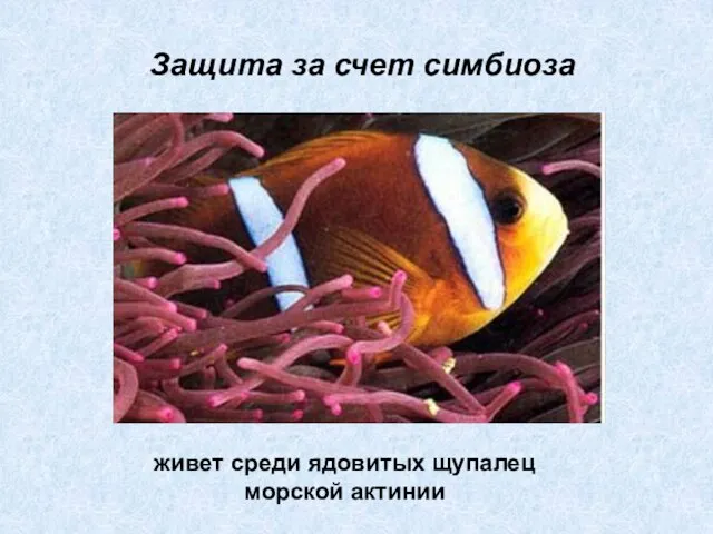 живет среди ядовитых щупалец морской актинии Защита за счет симбиоза