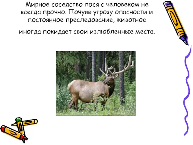 Мирное соседство лося с человеком не всегда прочно. Почуяв угрозу опасности и