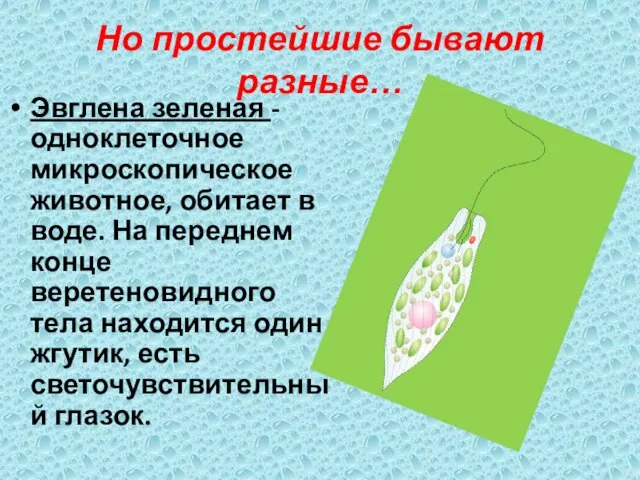 Но простейшие бывают разные… Эвглена зеленая - одноклеточное микроскопическое животное, обитает в