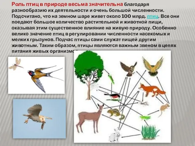 Роль птиц в природе весьма значительна благодаря разнообразию их деятельности и очень