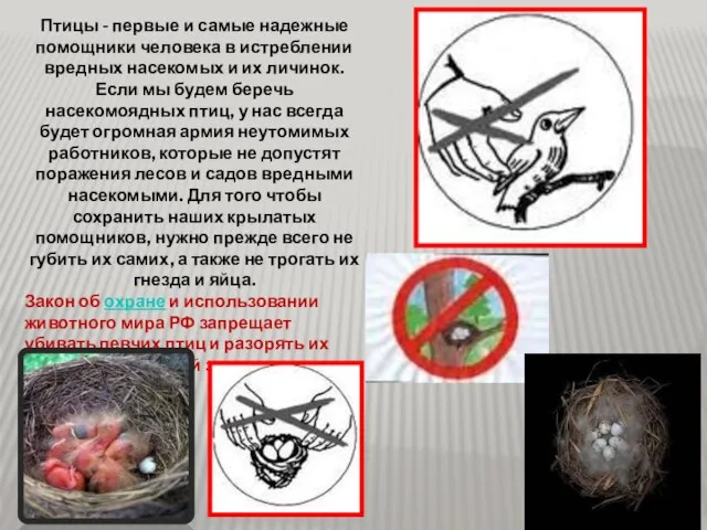 Птицы - первые и самые надежные помощники человека в истреблении вредных насекомых