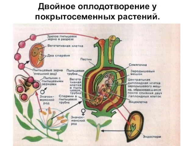 Двойное оплодотворение у покрытосеменных растений.