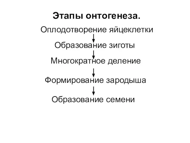 Этапы онтогенеза. Оплодотворение яйцеклетки Образование зиготы Многократное деление Формирование зародыша Образование семени