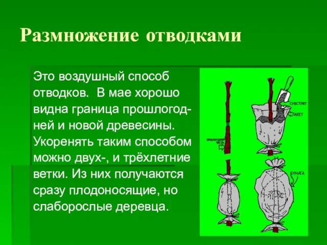 Размножение отводками Это воздушный способ отводков. В мае хорошо видна граница прошлогод-