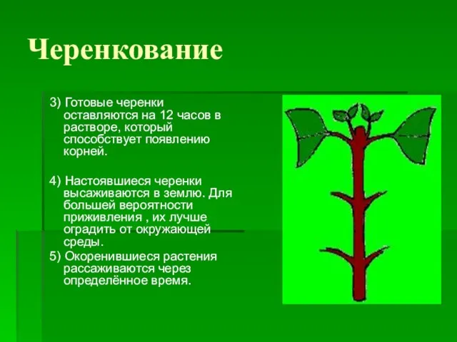 Черенкование 3) Готовые черенки оставляются на 12 часов в растворе, который способствует