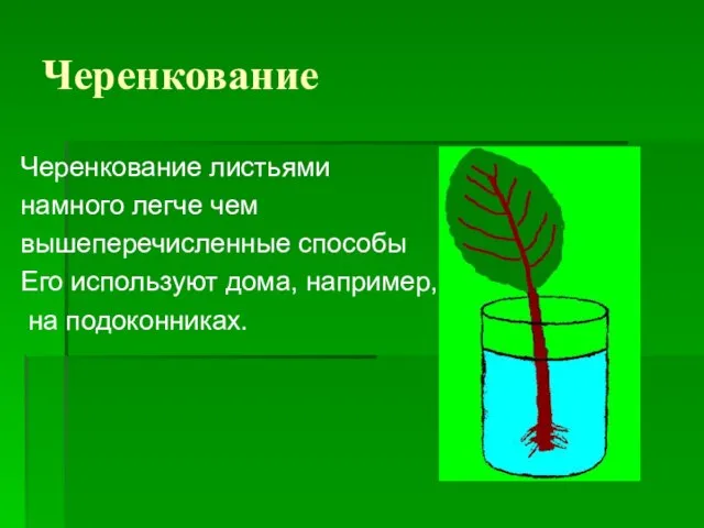 Черенкование Черенкование листьями намного легче чем вышеперечисленные способы Его используют дома, например, на подоконниках.