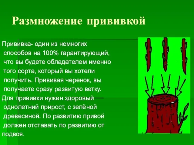 Размножение прививкой Прививка- один из немногих способов на 100% гарантирующий, что вы