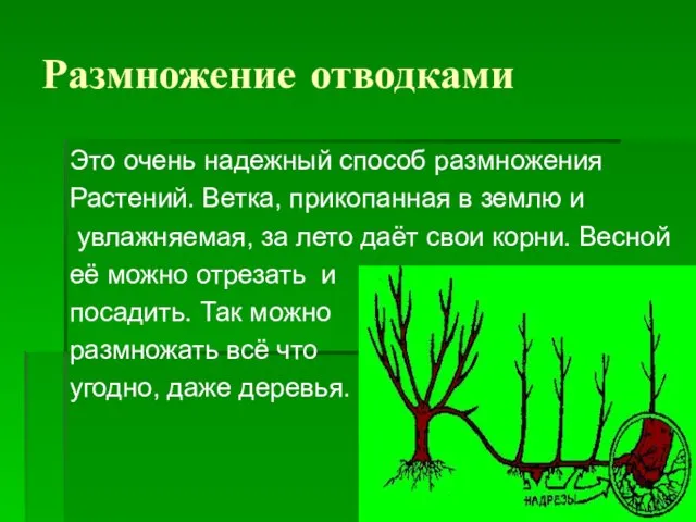 Размножение отводками Это очень надежный способ размножения Растений. Ветка, прикопанная в землю