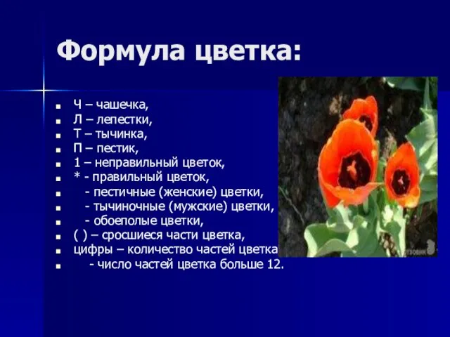 Формула цветка: Ч – чашечка, Л – лепестки, Т – тычинка, П