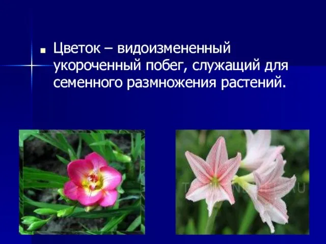 Цветок – видоизмененный укороченный побег, служащий для семенного размножения растений.