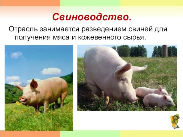 Свиноводство. Отрасль занимается разведением свиней для получения мяса и кожевенного сырья.