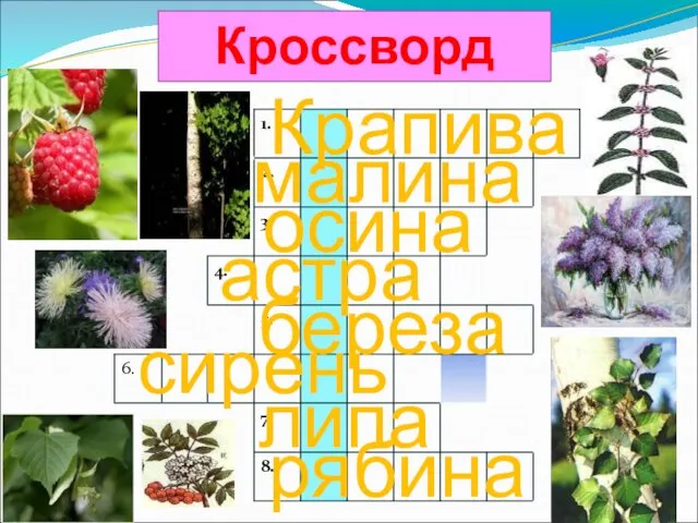 Крапива малина осина астра береза сирень липа рябина Кроссворд