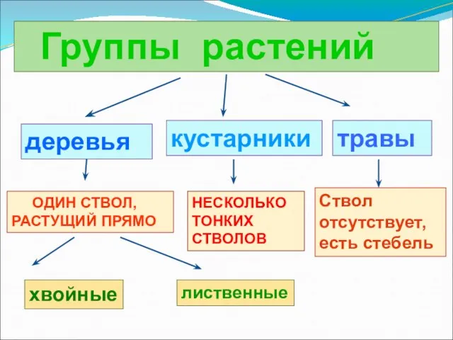 Группы растений деревья кустарники травы ОДИН СТВОЛ, РАСТУЩИЙ ПРЯМО НЕСКОЛЬКО ТОНКИХ СТВОЛОВ