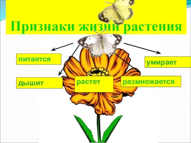 Признаки жизни растения питается дышит растет размножается умирает