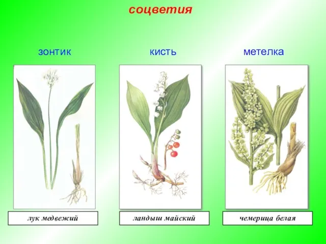 зонтик метелка кисть лук медвежий ландыш майский чемерица белая соцветия