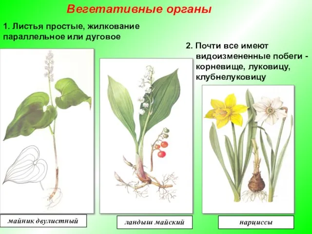 1. Листья простые, жилкование параллельное или дуговое 2. Почти все имеют видоизмененные