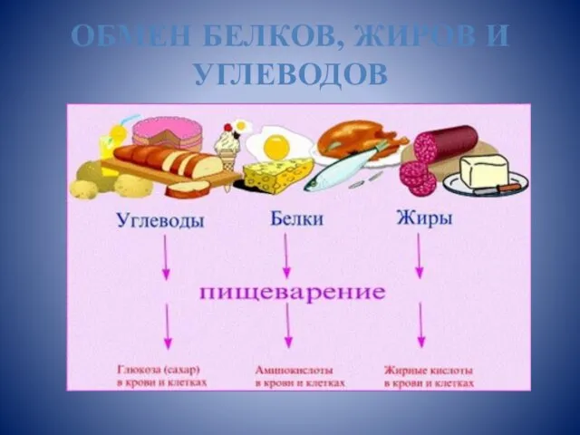 Презентация на тему Обмен белков, жиров и углеводов
