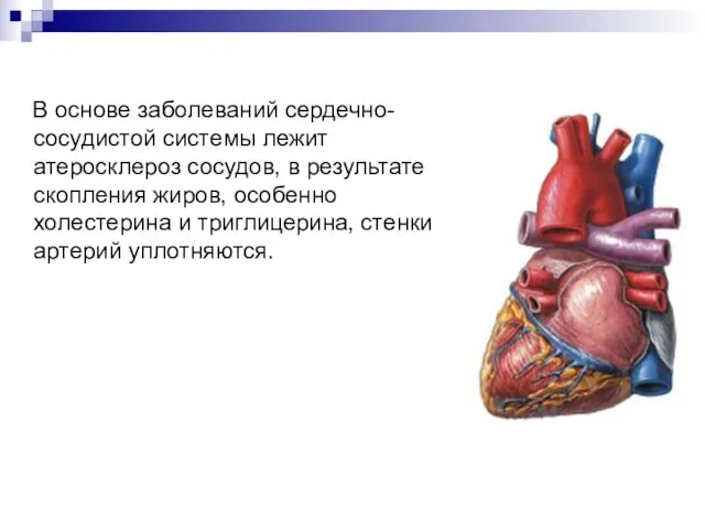 В основе заболеваний сердечно-сосудистой системы лежит атеросклероз сосудов, в результате скопления жиров,