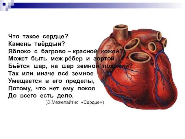 Что такое сердце? Камень твёрдый? Яблоко с багрово – красной кожей? Может