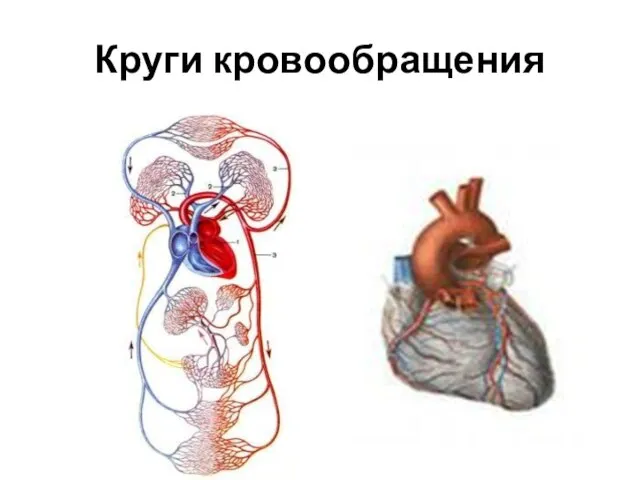 Круги кровообращения