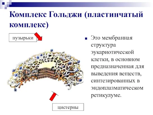 Комплекс Гольджи (пластинчатый комплекс) Это мембранная структура эукариотической клетки, в основном предназначенная