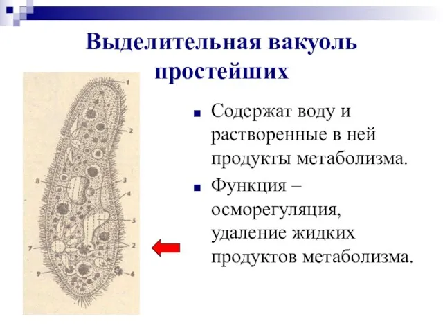 Выделительная вакуоль простейших Содержат воду и растворенные в ней продукты метаболизма. Функция