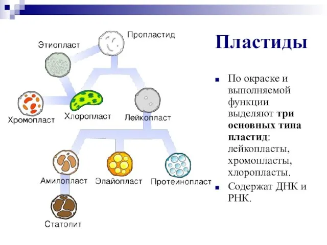 Пластиды По окраске и выполняемой функции выделяют три основных типа пластид: лейкопласты,