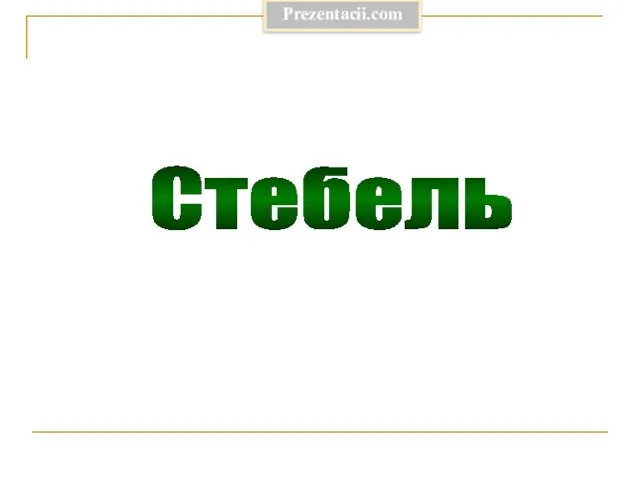 Презентация на тему Стебель