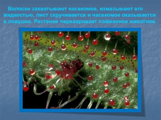 Волоски захватывают насекомое, измазывают его жидкостью, лист скручивается и насекомое оказывается в