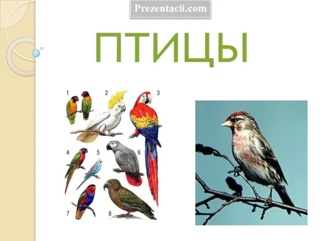 Презентация на тему Птицы