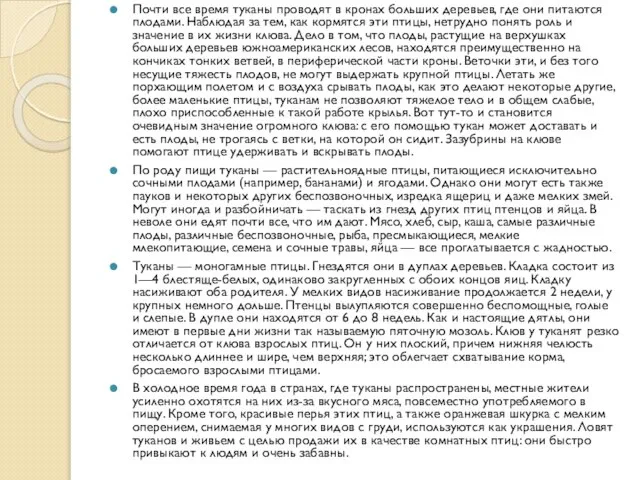 Почти все время туканы проводят в кронах больших деревьев, где они питаются