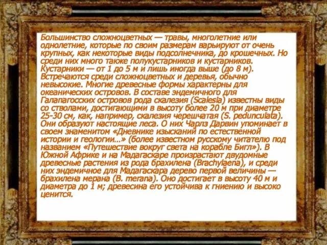 Большинство сложноцветных — травы, многолетние или однолетние, которые по своим размерам варьируют