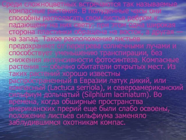 Среди сложноцветных встречаются так называемые компасные растения. В полуденные часы они способны