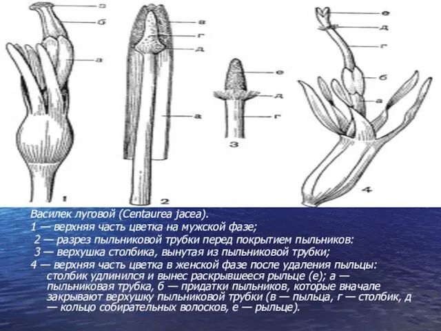 Василек луговой (Centaurea jacea). 1 — верхняя часть цветка на мужской фазе;