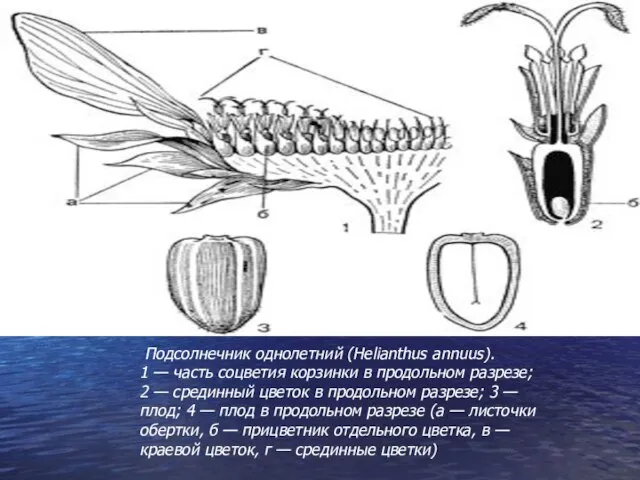 Подсолнечник однолетний (Helianthus annuus). 1 — часть соцветия корзинки в продольном разрезе;