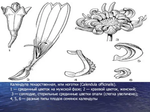 Календула лекарственная, или ноготки (Calendula officinalis). 1 — срединный цветок на мужской