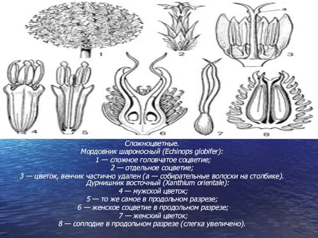 Сложноцветные. Мордовник шароносный (Echinops globifer): 1 — сложное головчатое соцветие; 2 —