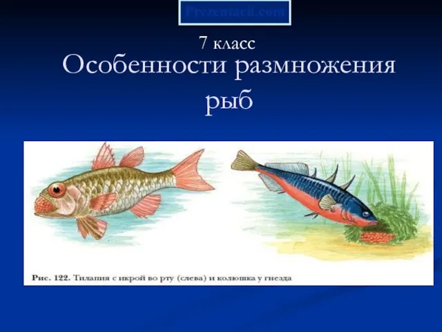 Презентация на тему Особенности размножения рыб