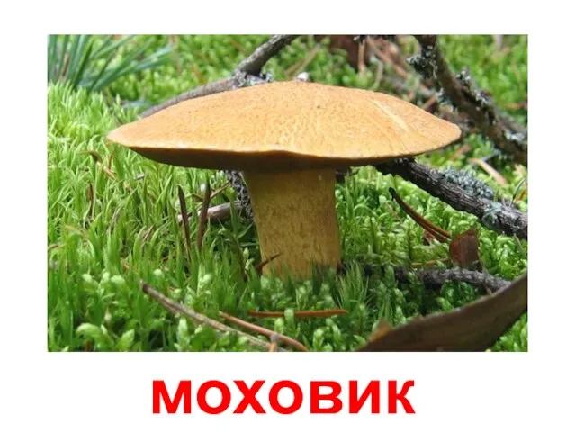 моховик