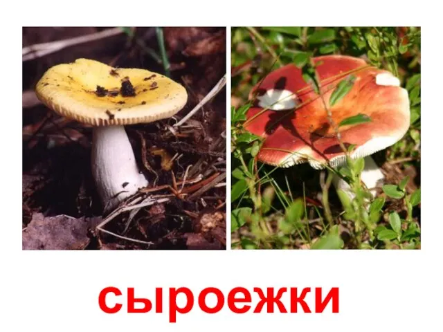 сыроежки