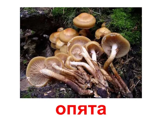 опята