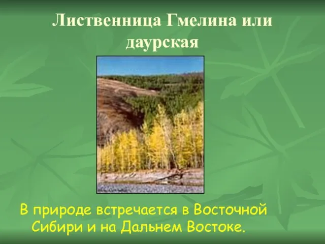 Лиственница Гмелина или даурская В природе встречается в Восточной Сибири и на Дальнем Востоке.