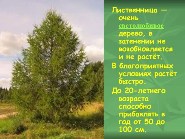 Лиственница — очень светолюбивое дерево, в затенении не возобновляется и не растёт.