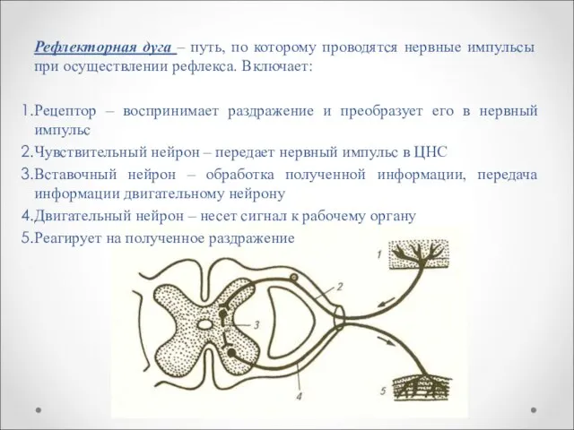 Рефлекторная дуга – путь, по которому проводятся нервные импульсы при осуществлении рефлекса.